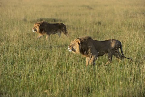 Two nomadic male lions