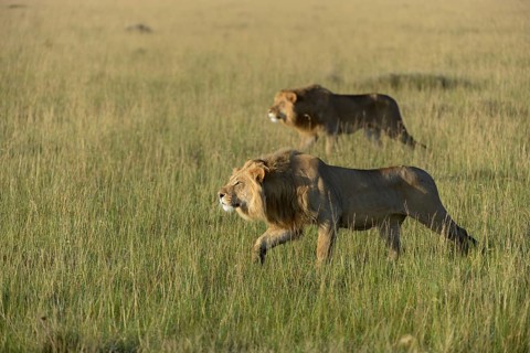 Two nomadic male lions