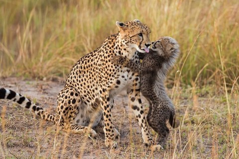Cheetahs