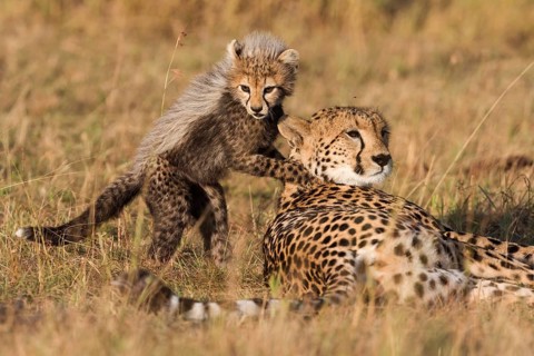 Cheetahs