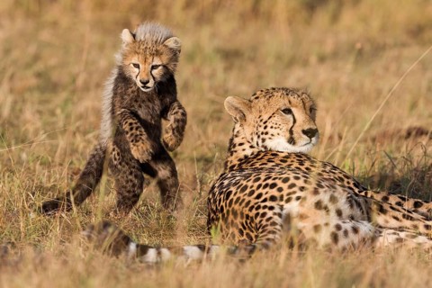Cheetahs