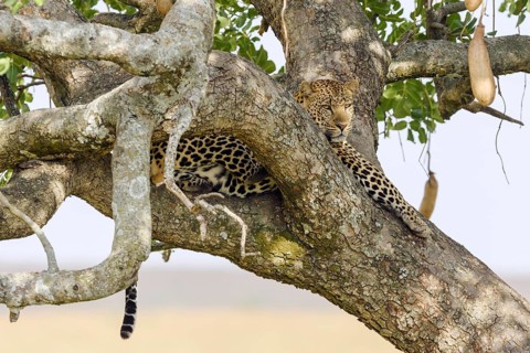 Leopard