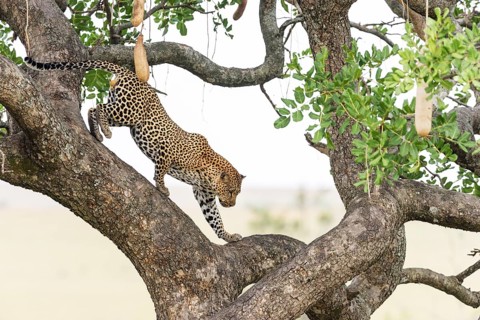 Leopard