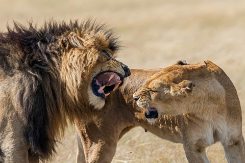 Lions