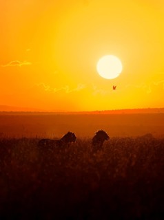 Silhouette of two young lions