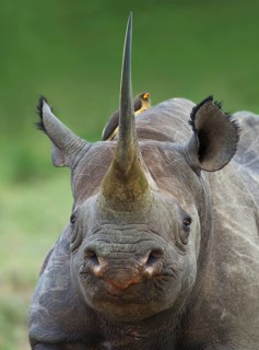 Black rhinoceros or hook-lipped rhinoceros
