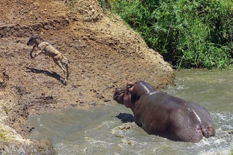 Hippopotamus