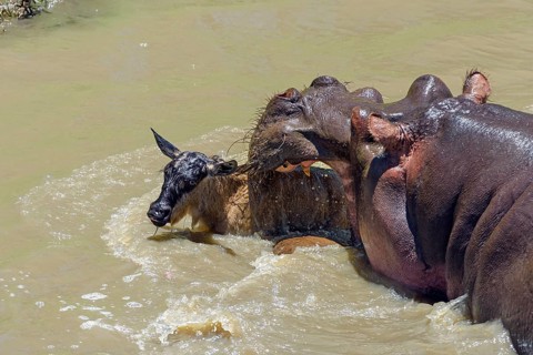 Hippopotamus