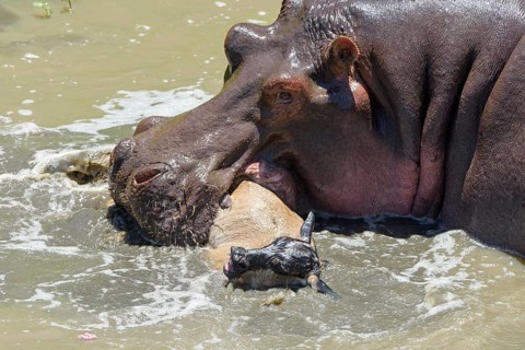 Hippopotamus