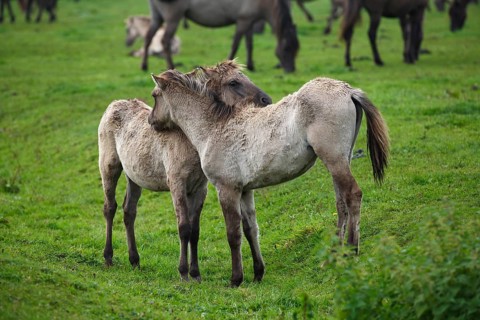 Dulmen ponies