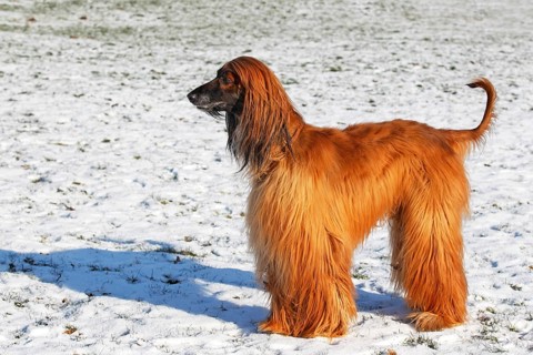 Afghan Hound