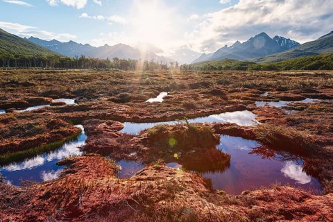 Backlit bog