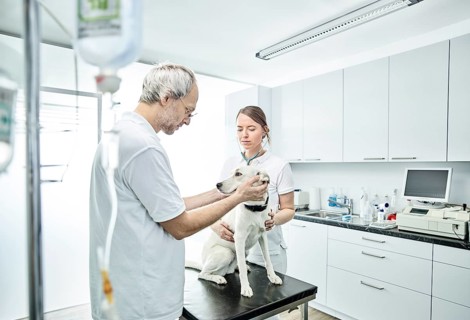 Vets examining dog in veterinary practice