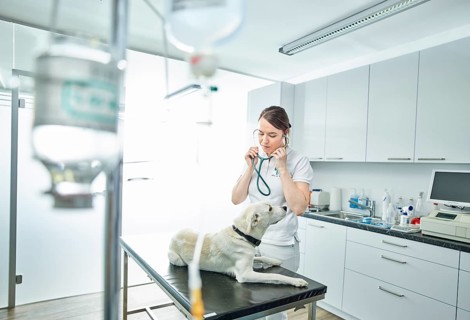 Vet examining dog in veterinary practice
