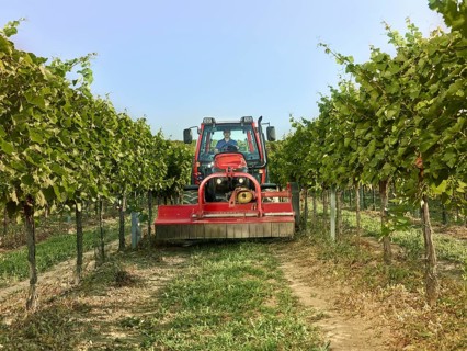 Tractor with a mower driving between the vines