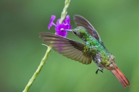 Rufous-tailed hummingbird