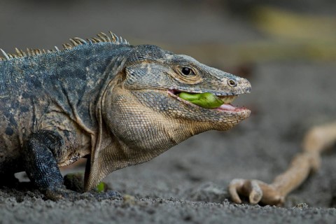 Black spiny-tailed iguana