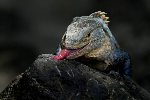 Black spiny-tailed iguana