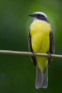 Social flycatcher