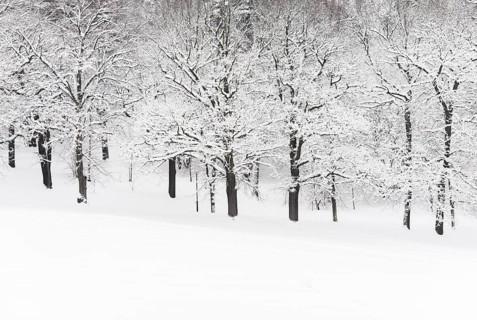 Winter in the Haga Park
