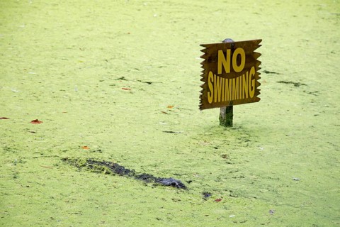 Alligator in a lagoon