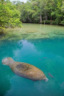 West Indian manatee