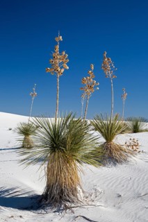 Soaptree Yucca