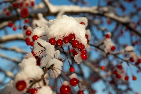 Siberian crab apple