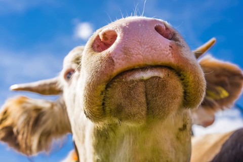 Snout of a cow
