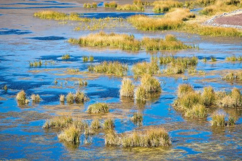 Reeds in water