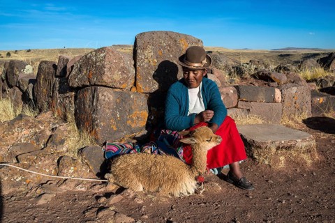 Aymara Indian woman in traditional dress sitting against stone wall with guanaco