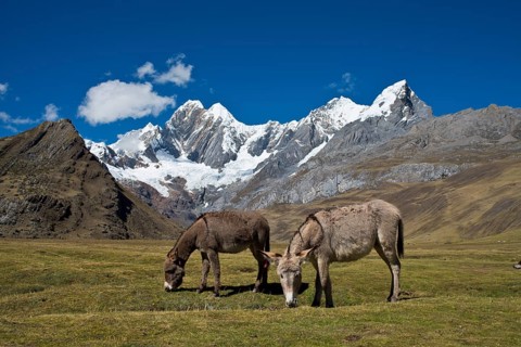 Two grazing donkeys on a mountain meadow