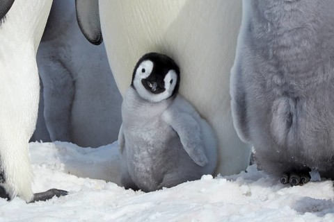 Emperor penguins
