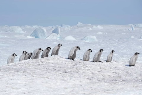 Emperor penguins