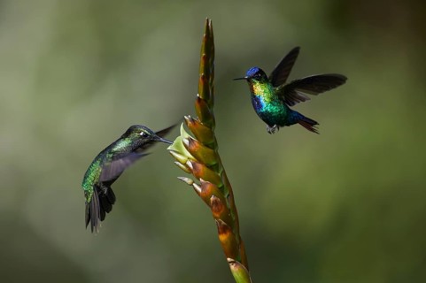 Magnificent Hummingbird