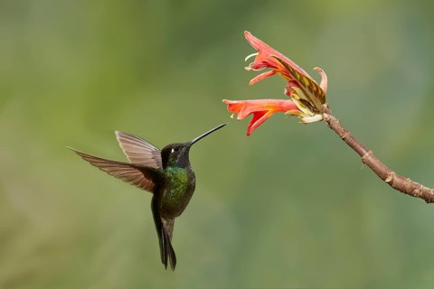 Magnificent Hummingbird