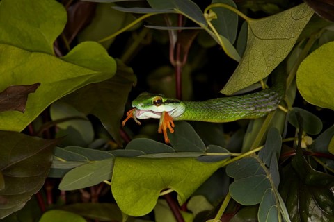Mexican parrot snake