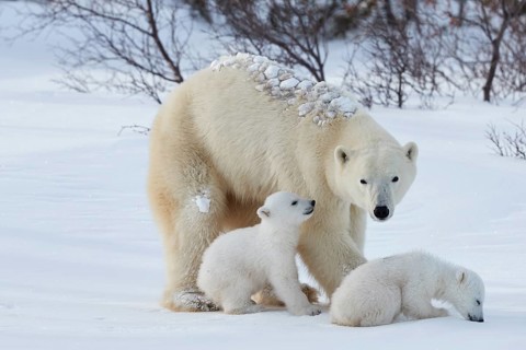Polar bears