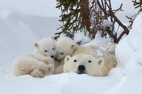 Polar bears