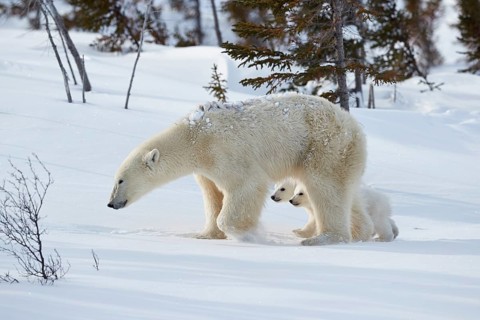 Polar bears