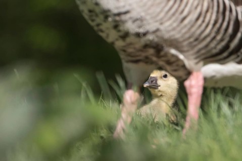 Greylag Goose