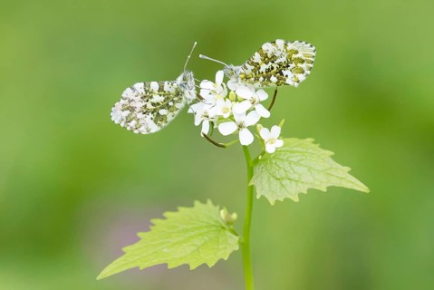 Male and female orange tip butterflies