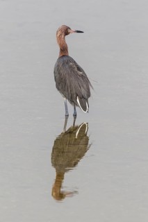 Reddish egret