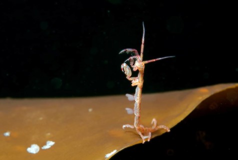 Skeleton shrimp or ghost shrimp (Caprella linearis)