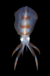Bigfin Reef Squid
