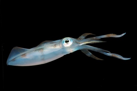 Bigfin Reef Squid or Oval Squid (Sepioteuthis lessoniana)