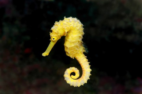 Spotted Seahorse (Hippocampus kuda)