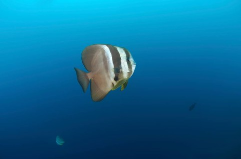 Orbicular Batfish