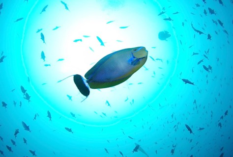Elongated Unicornfish (Naso lopezi) floating in a water column