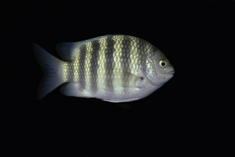 Sevenband damselfish